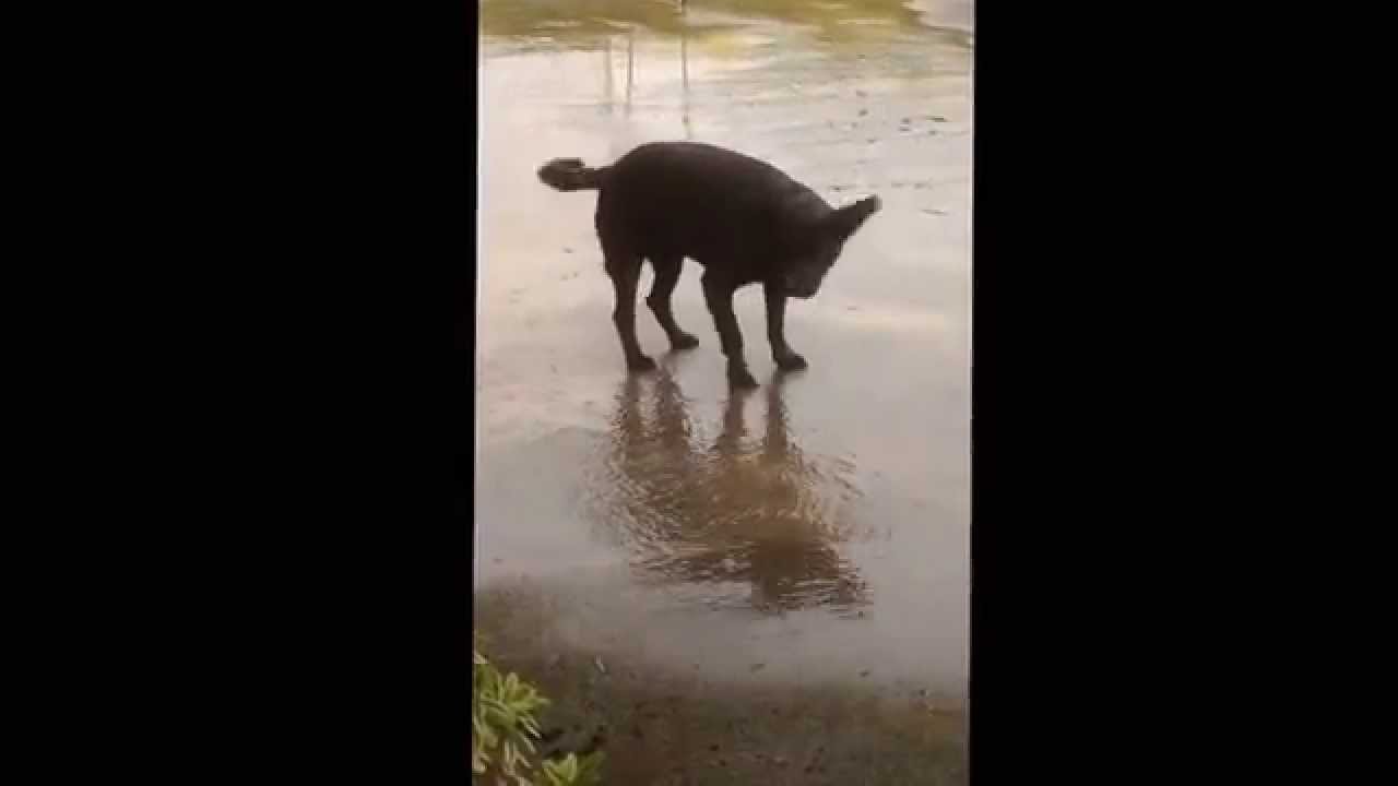 Dog vs drain (funny reaction)