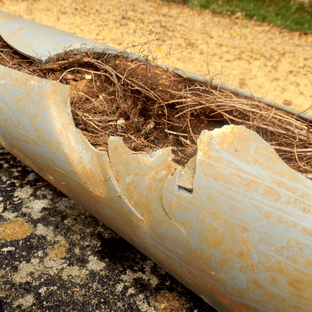 Drain Tree The harm tree roots can do to your property’s drains and pipes